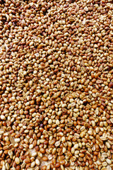Coffee beans for backgrounds or textures