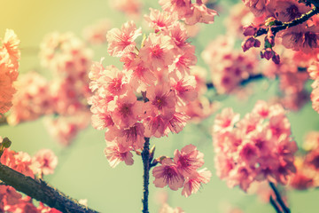 cherry blossom vintage and soft light for natural background