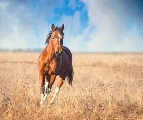 Foto auf Acrylglas red piebald horse run © ashva