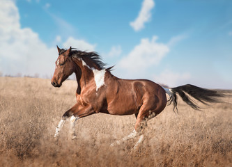 Fototapeta na wymiar red piebald horse run