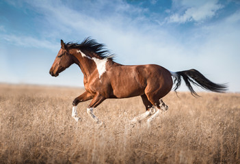 Obraz na płótnie Canvas red piebald horse run