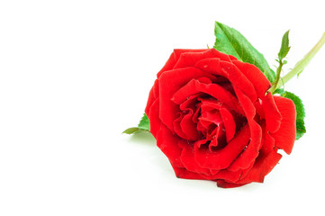Close up of red rose on white background ,Selective focus