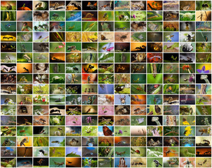 A collage of photos of insects. Closeup - wasps, ants, bees, praying mantises, beetles, caterpillars and other naskomye. Background or screen saver for your site
