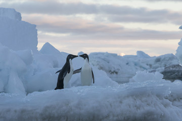Adélie Penguins © Johannes Jensås