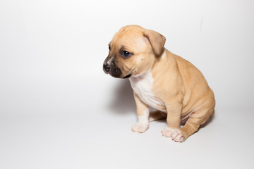 stafford puppy isolated