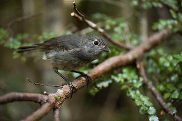 the New Zealand Robin