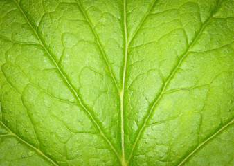  leaf texture