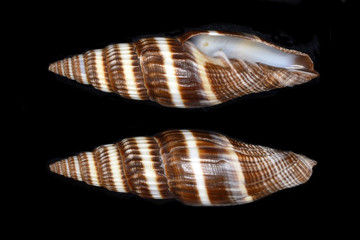 Vexillum, a genus of sea snails, marine gastropod mollusks in the family Costellariidae