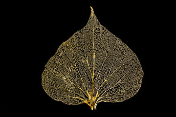 One skeleton leaf