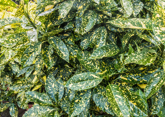 Aucuba Leaves