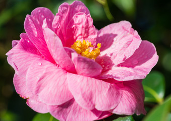 Obraz premium Sun Worshipping