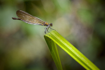 libellule insecte vol aile nature macro roseau feuille fragile