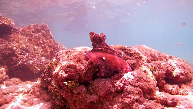 red octopus (Octopus cyanea) sits on a rock and watching the surroundings, Indian Ocean, Hikkaduwa, Sri Lanka, South Asia 

