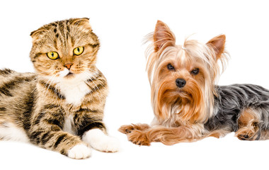 Portrait of cat Scottish Fold and Yorkshire terrier