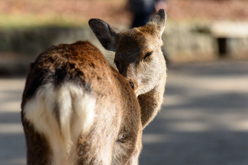 Fototapeta premium 奈良公園の鹿