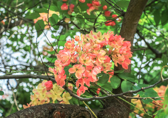 Rainbow shower tree, Cassia javanica, Pink shower, apple blossom tree