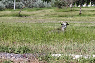 Goat lying on the field