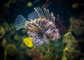 Naklejka na ściany i meble red lionfish swimming in a large aquarium