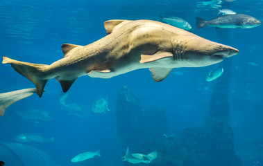 shark swimming in large sea water aquarium