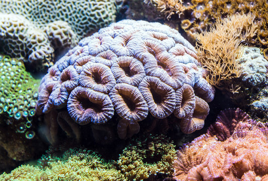 Tropical corals in large saltwater aquarium