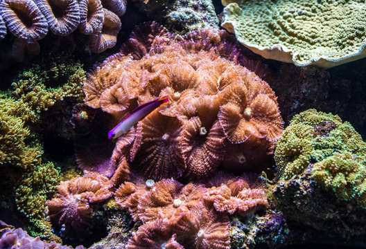 Tropical corals in large saltwater aquarium