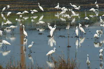 egret in rice plantation.