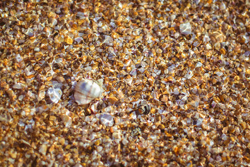Shell and pebble stone for background texture