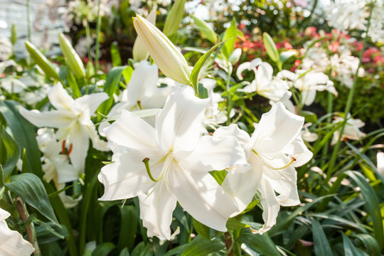 Beautiful white lily in the garden