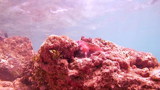 frightened octopus hides sharply into the hole and looks back (bottom view), Indian Ocean, Hikkaduwa, Sri Lanka, South Asia 

