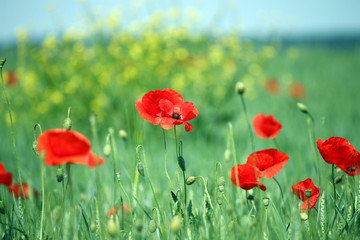 Obraz premium poppies flower landscape spring season