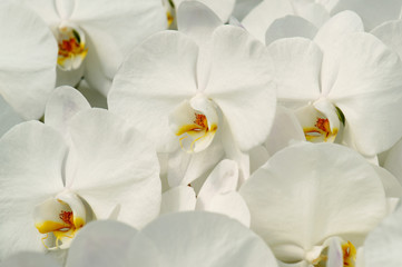 white orchid flower,shallow DOF.