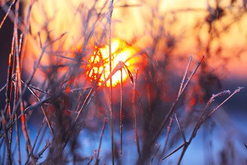 abstract silhouettes of plants in the frost at sunset