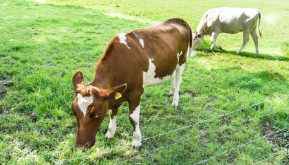 Naklejka na ściany i meble Cow grazing on a green field