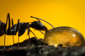Portrait of an ant on a yellow background. Ant drinks sweet nectar. A large drop of honey