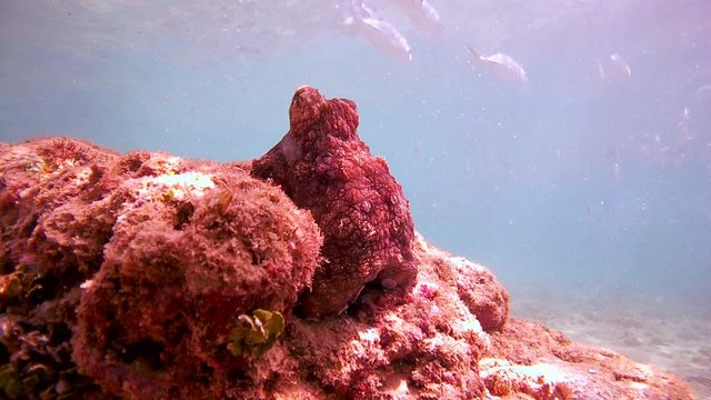 curious red octopus sits on a rock watching a bunch of trevally, then hiding in a hole (bottom view), Indian Ocean, Hikkaduwa, Sri Lanka, South Asia 
