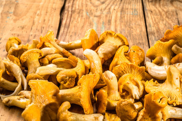 Chanterelles mushrooms from forest on a wood background, close-up