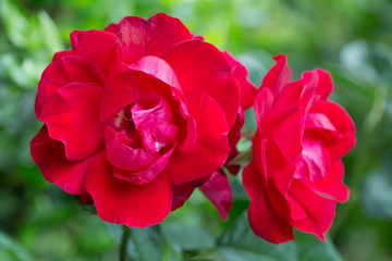 Bush blooming red roses on a background of green foliage