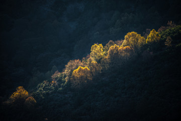 Bosquete de ladera al amanecer