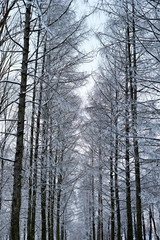 Trees in winter