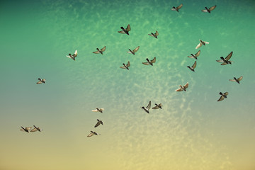 A colorful Irish sky  with the pigeons flying in the air