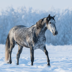 Fototapeta na wymiar Dapple gray horse on the snowy field