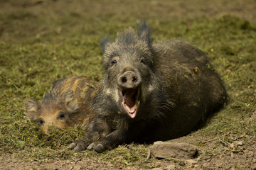 Wildschwein