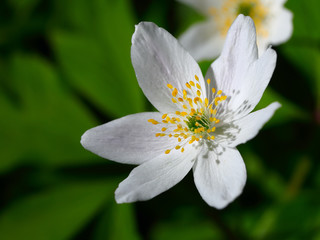 Obraz na płótnie Canvas Anemone sylvestris. First spring flowers