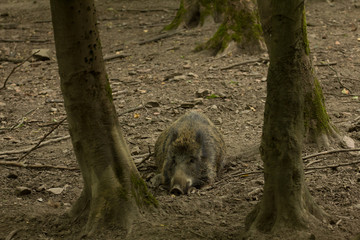 Wildschwein