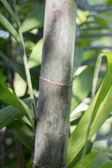 Obraz premium bamboo and light beam