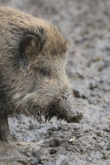 Wildschwein