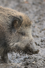 Wildschwein