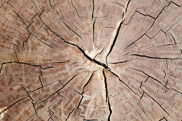 Wood texture of cutted tree trunk, close-up