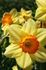 Obraz na płótnie Canvas Huge daffodils / Yellow daffodils in the summer garden in Moscow