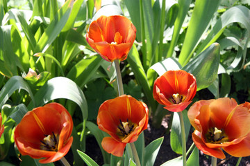 Red tulips / Red tulips in the summer garden in Moscow